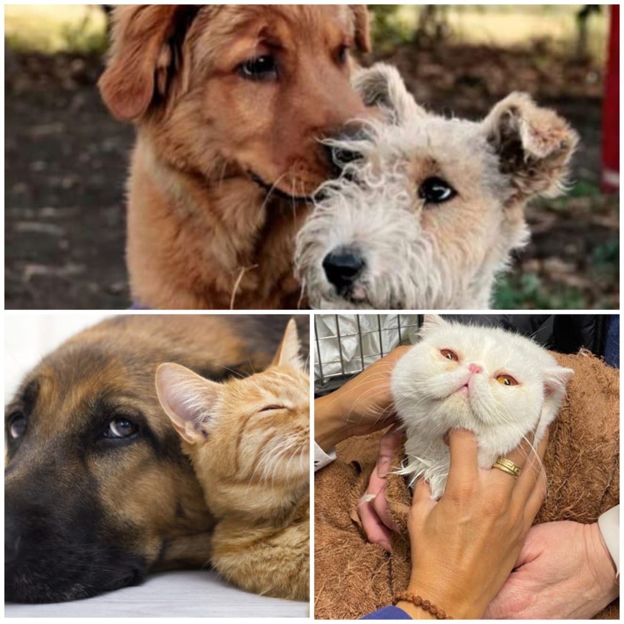 Animales de Compañia